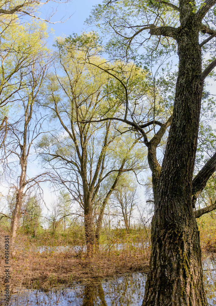 Nice and quiet spring day close to the Dnieper river. Young green leaves are growing on the trees under a tepid sun Nice and quiet spring day close to the Dnieper river. Young green leaves are growing on the trees under a tepid sun