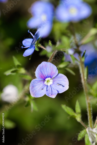 A blue Veronica chamaedrys flower  also known as germander speedwell  bird s-eye speedwell under the warm spring sun