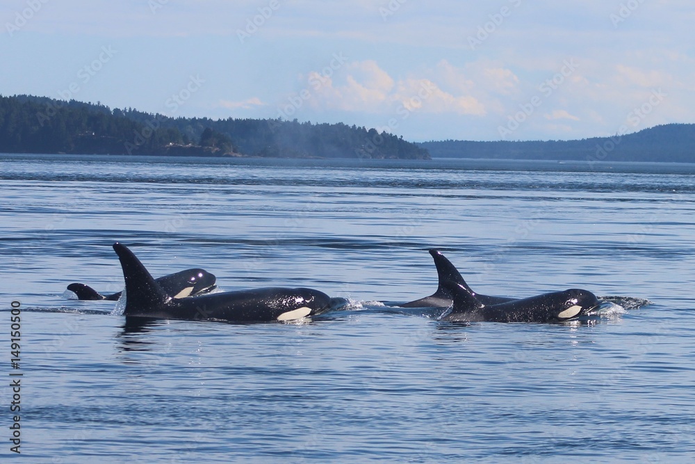 Fototapeta premium West Coast Orcas