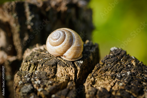 Single snail shell, on a tree trunk in the dark forest, under a dramatic light