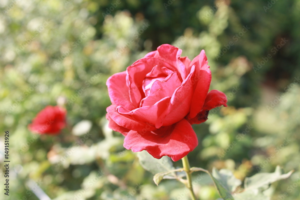 Obraz premium rose flower in the garden. love valentine day.