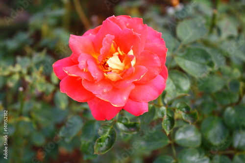 rose flower in the garden. love valentine day.