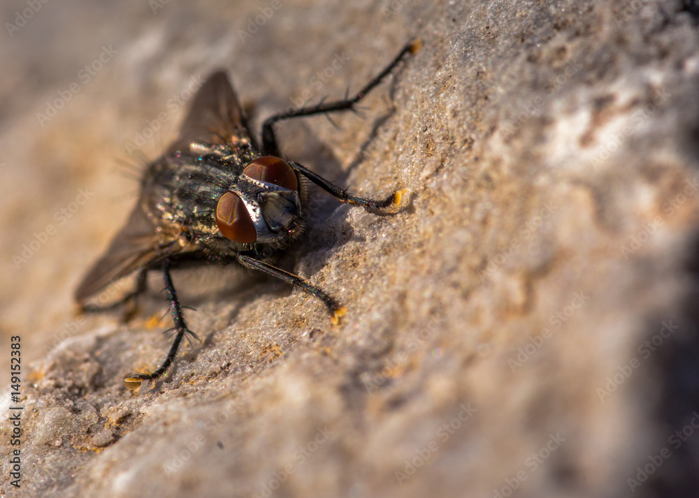 Blow fly, carrion fly, bluebottles, greenbottles, or cluster fly Blow fly, carrion fly, bluebottles, greenbottles, or cluster fly