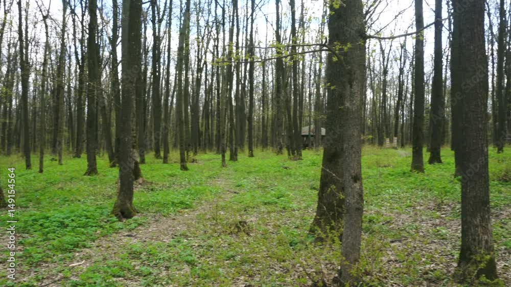 forest with trees without foliage forest with trees without foliage
