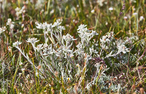 Edelweiss mountain flower  photo