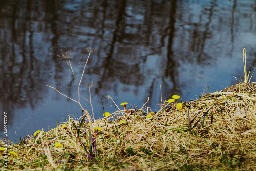 Coltsfoot yellow flowers against spring river coast with reflections. Copy space. Concept of start, renovation. Nature background. Coltsfoot yellow flowers against spring river coast with reflections. Copy space. Concept of start, renovation. Nature background.