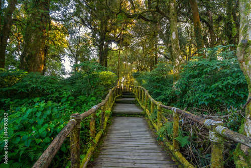 Tropical Rain Forest  Angka Nature Trail Doi Inthanon National Park Chiang Mai Thailand  