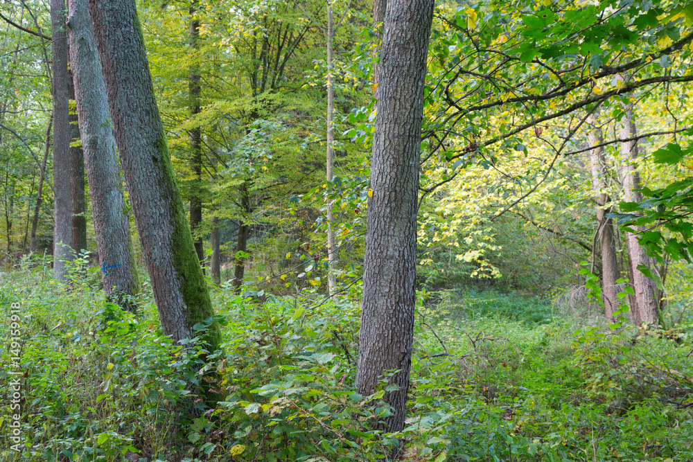 Fototapeta premium Old alder trees in autumnal deciduous stand