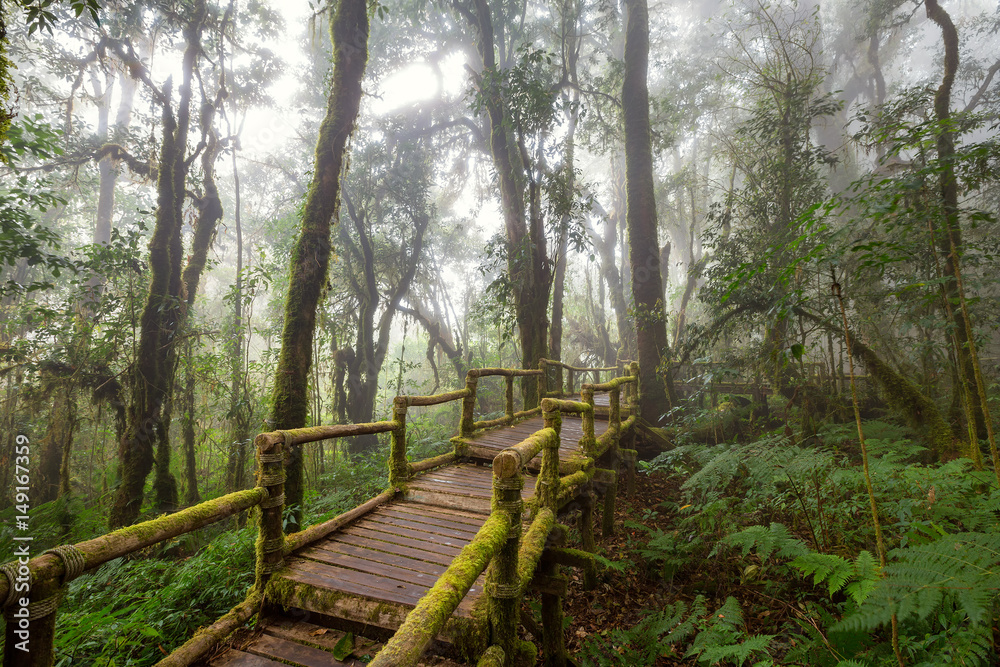 Tropical Rain Forest (Angka Nature Trail,Doi Inthanon National Park)Chiang Mai Thailand
Tropical Rain Forest (Angka Nature Trail,Doi Inthanon National Park)Chiang Mai Thailand