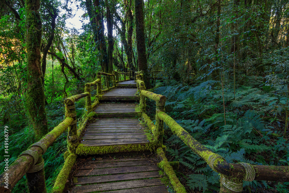 Tropical Rain Forest (Angka Nature Trail,Doi Inthanon National Park)Chiang Mai Thailand
Tropical Rain Forest (Angka Nature Trail,Doi Inthanon National Park)Chiang Mai Thailand