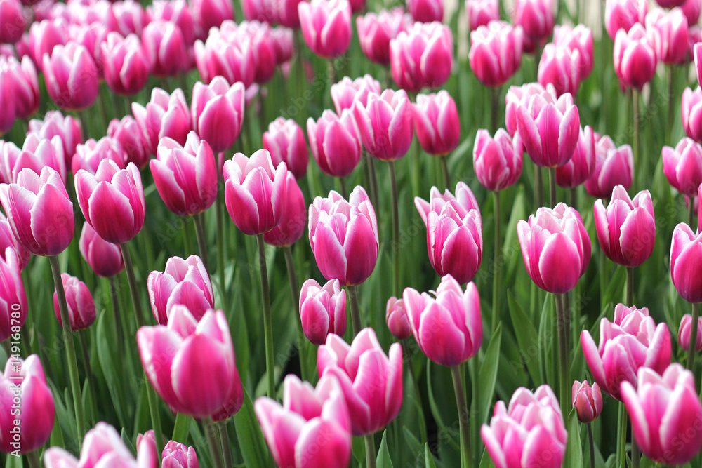 Meadow of bright and pink tulips in the sunlight. Meadow of bright and pink tulips in the sunlight.