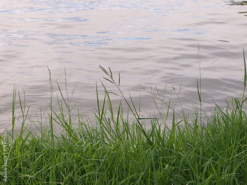 River view and grasses River view and grasses