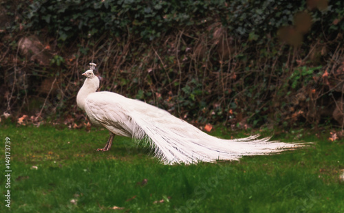 Pfau