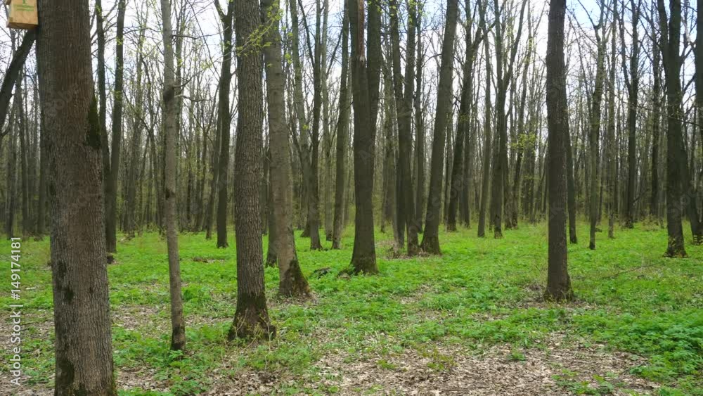 forest with trees without foliage forest with trees without foliage