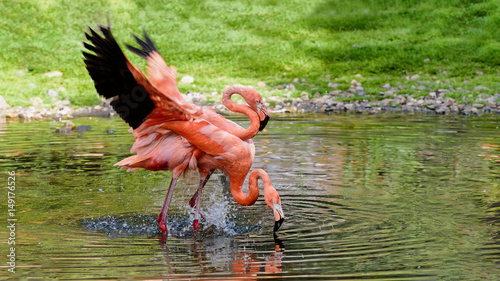 Pair of flamingos stand in a pond. He and she. Love. American flamingo