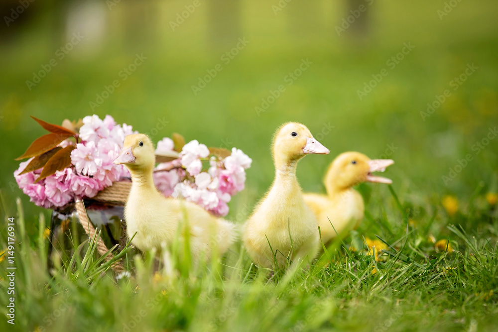 Three little ducklings in a spring park in a nest