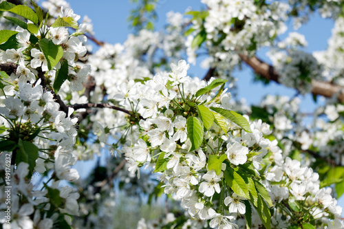 Beautiful white cherry blossom in springtime over blue sky