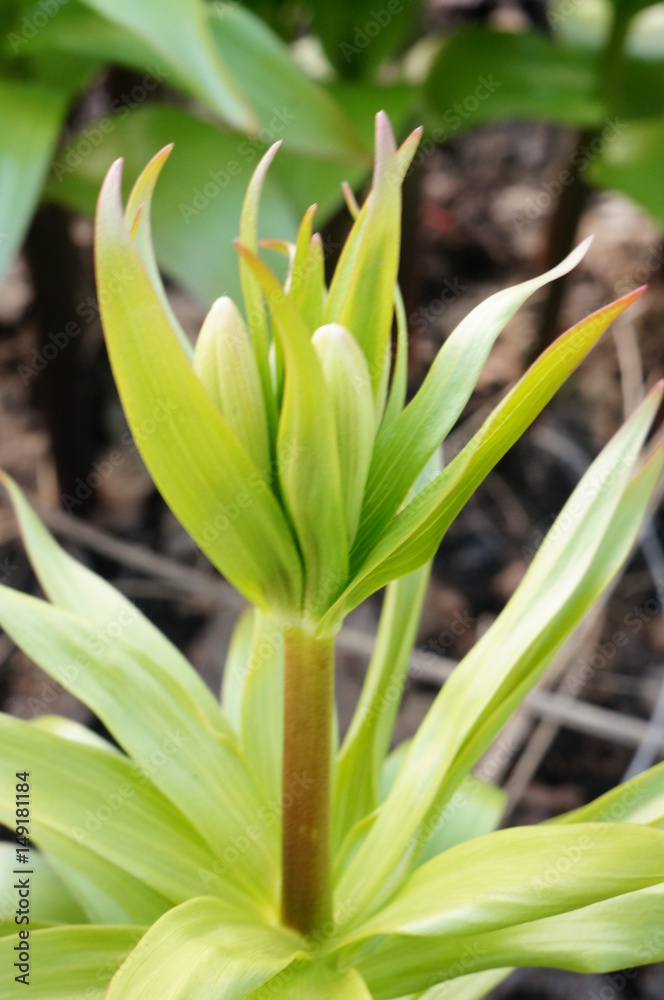 Bright green spring grass Bright green spring grass
