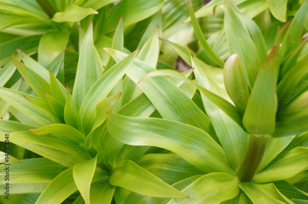 Bright green spring grass Bright green spring grass