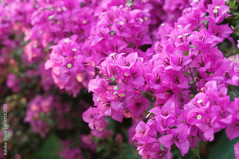 beautiful purple spring flower (Bougainvillea) branches that can be used as wallpaper