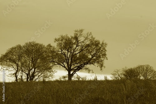 Wallpaper Mural animaux et nature Torontodigital.ca