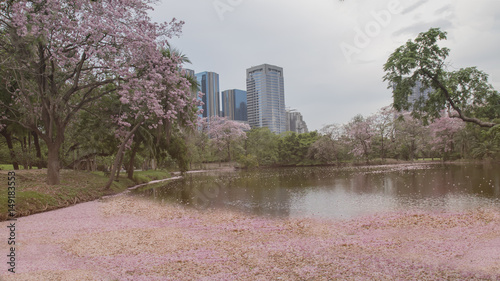 Pink flower of Thailand name is 