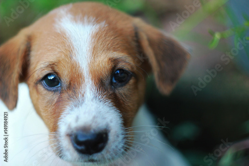  portrait of sad puppy