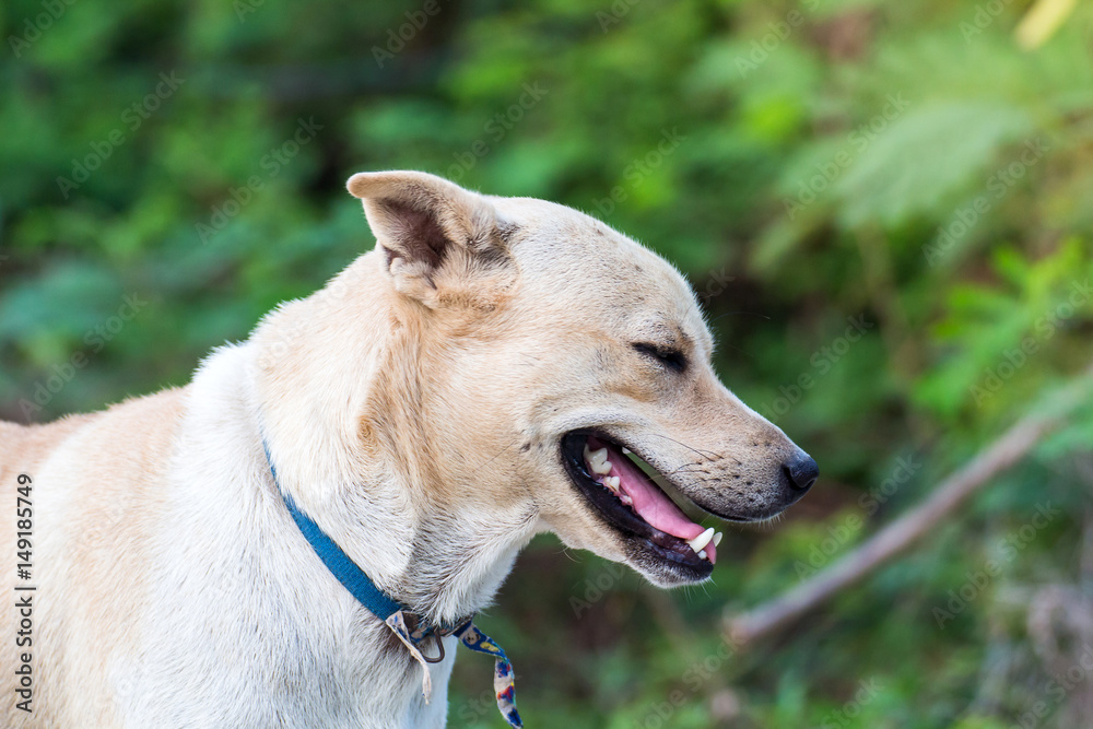 Close up portrait of a stray dog,vagrant dog