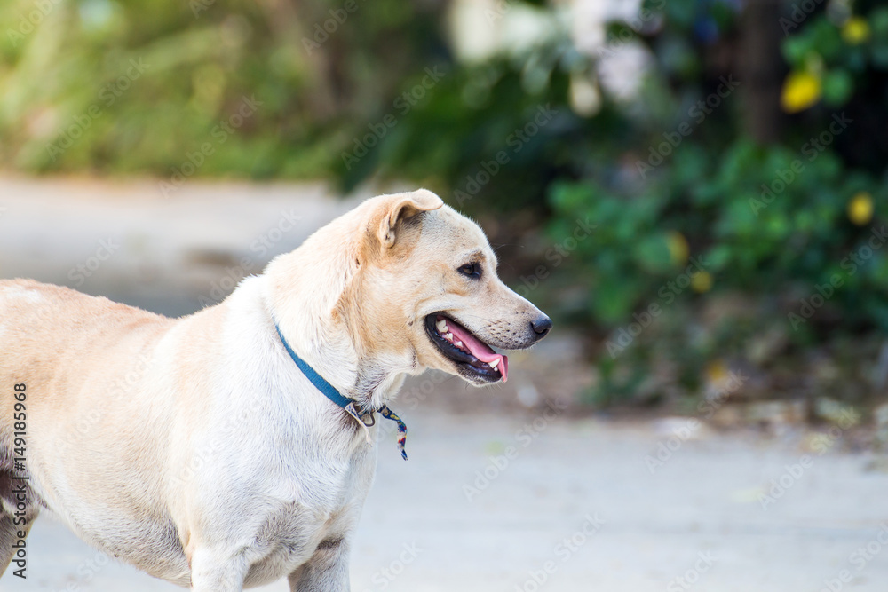 Close up portrait of a stray dog,vagrant dog Close up portrait of a stray dog,vagrant dog