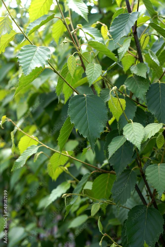 Fototapeta premium Betula albosinensis Fascination