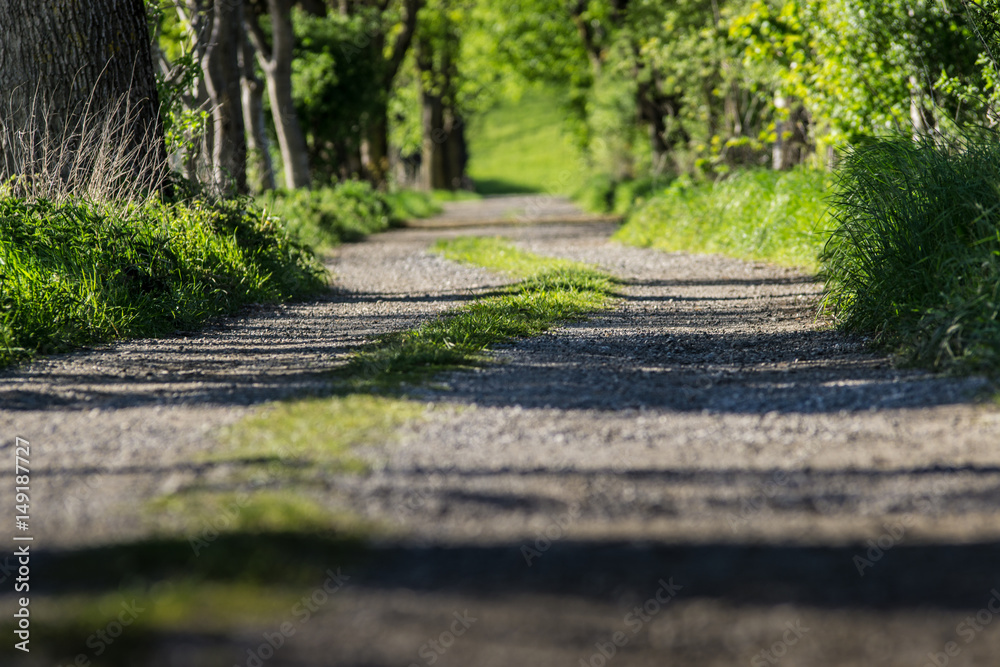 Obraz premium der Pfad