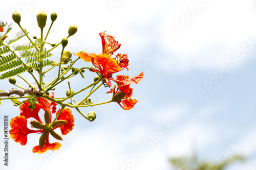 Delonix regia is a species of flowering plant in the bean family Fabaceae, subfamily Caesalpinioideae.  Fern-like leaves and flamboyant display of flowers or royal poinciana or flamboyant. photo