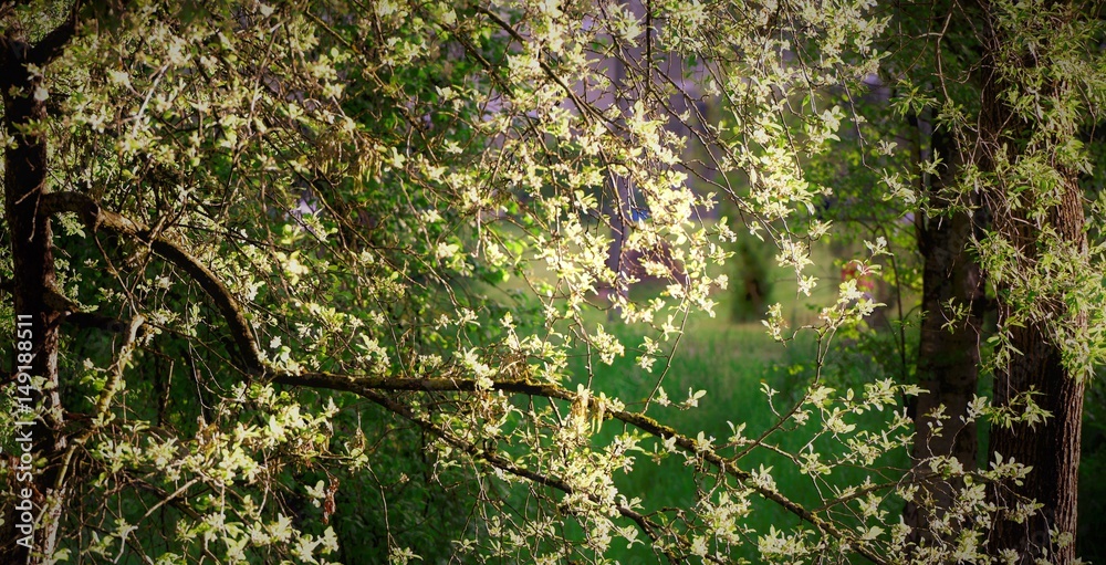 Fototapeta premium arbres