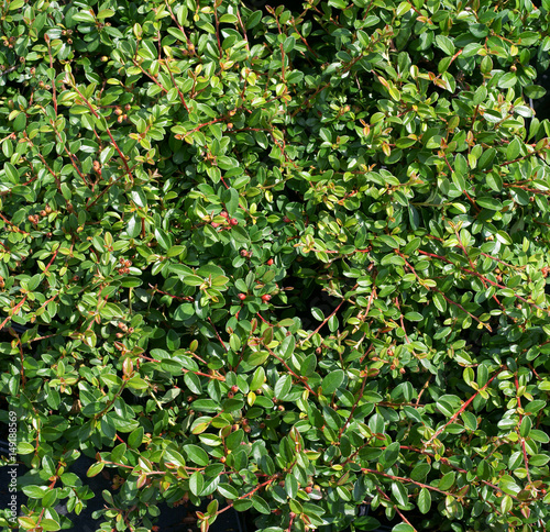 Cotoneaster suecicus Skogholm