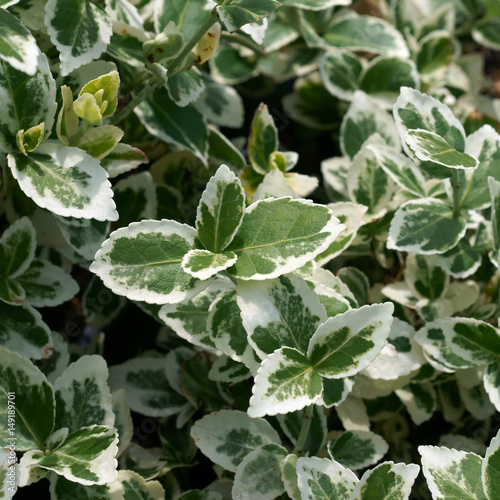 Euonymus fortunei Silver Queen / spindle / winter creeper 