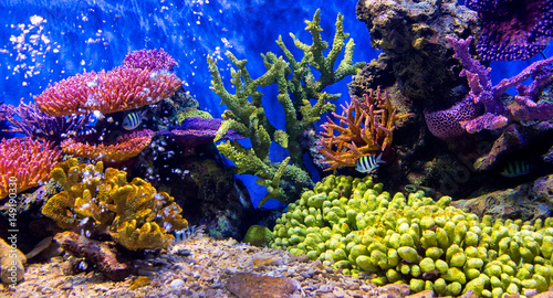 Fototapeta Naklejka Na Ścianę i Meble -  Aquarium fish with coral and aquatic animals
