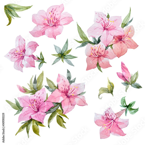 Watercolor rhododendron flowers