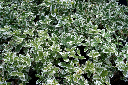 Euonymus fortunei Silver Queen / spindle / winter creeper 