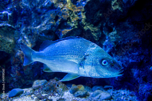 Aquarium fish with coral and aquatic animals