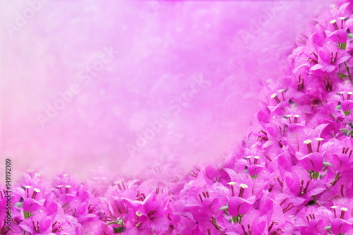 purple spring flower Bougainvillea frame with copy space for text that can be used as wallpaper, wedding and event background 