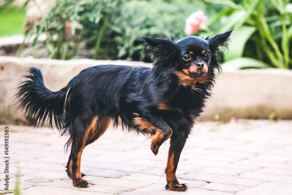 Russian long-haired toy Terrier Russian long-haired toy Terrier