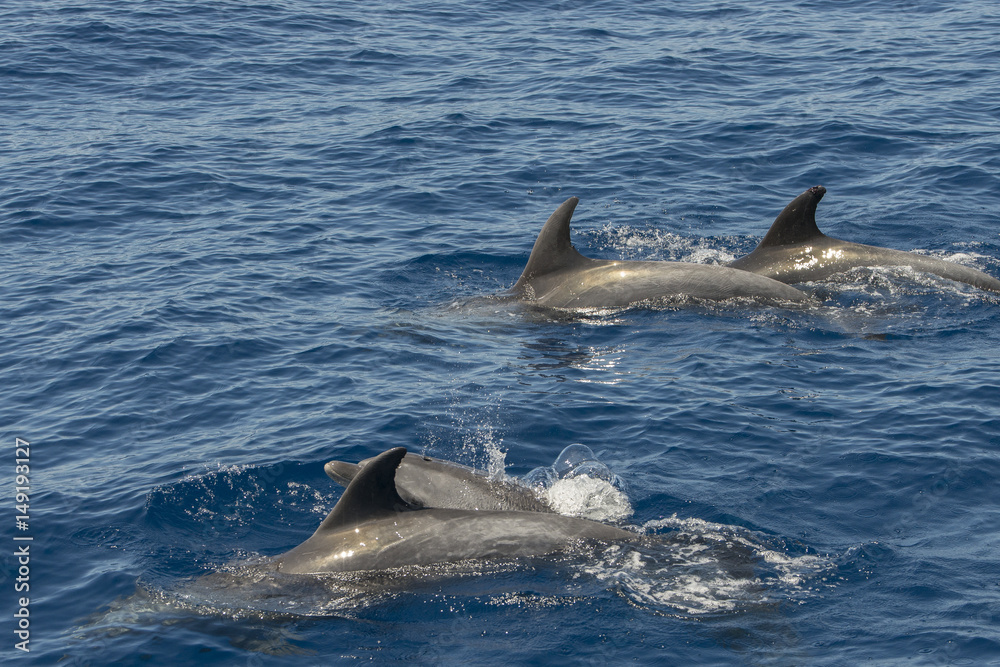 Fototapeta premium dolphin