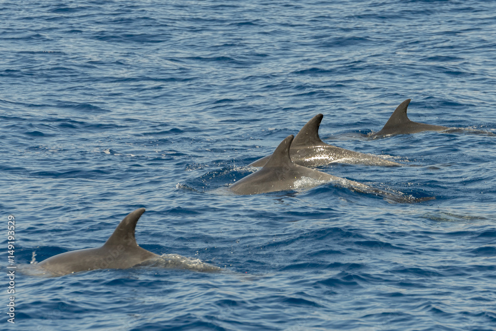 Fototapeta premium dolphin