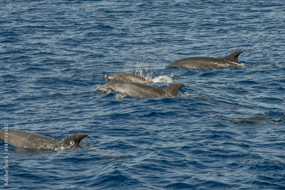 Fototapeta premium dolphin