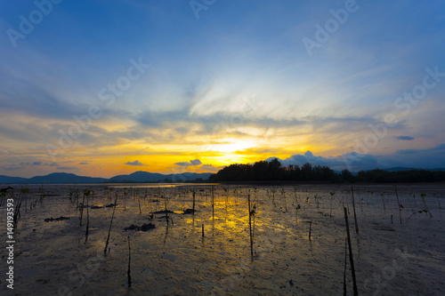 Young mangroves plantation field in beautiful sunset.