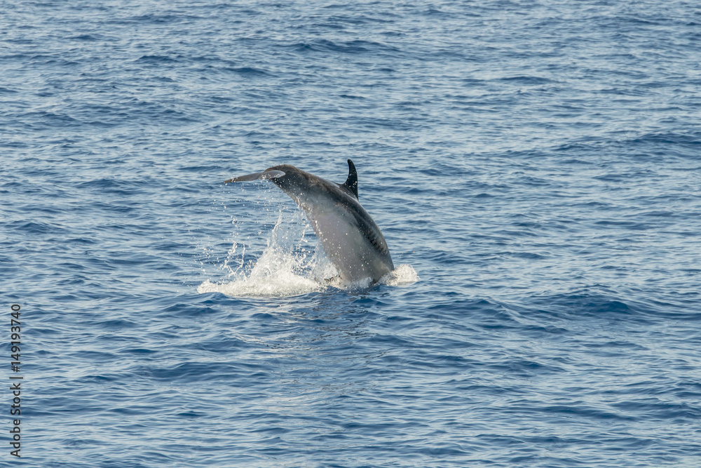 Fototapeta premium dolphin