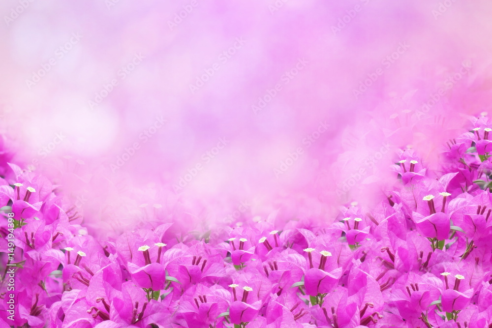purple spring flower Bougainvillea frame with copy space for text that can be used as wallpaper, wedding and event background purple spring flower Bougainvillea frame with copy space for text that can be used as wallpaper, wedding and event background