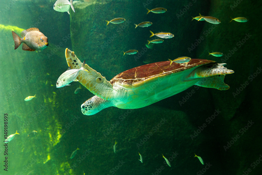 Green sea turtle swimming in a museum aquarium.
