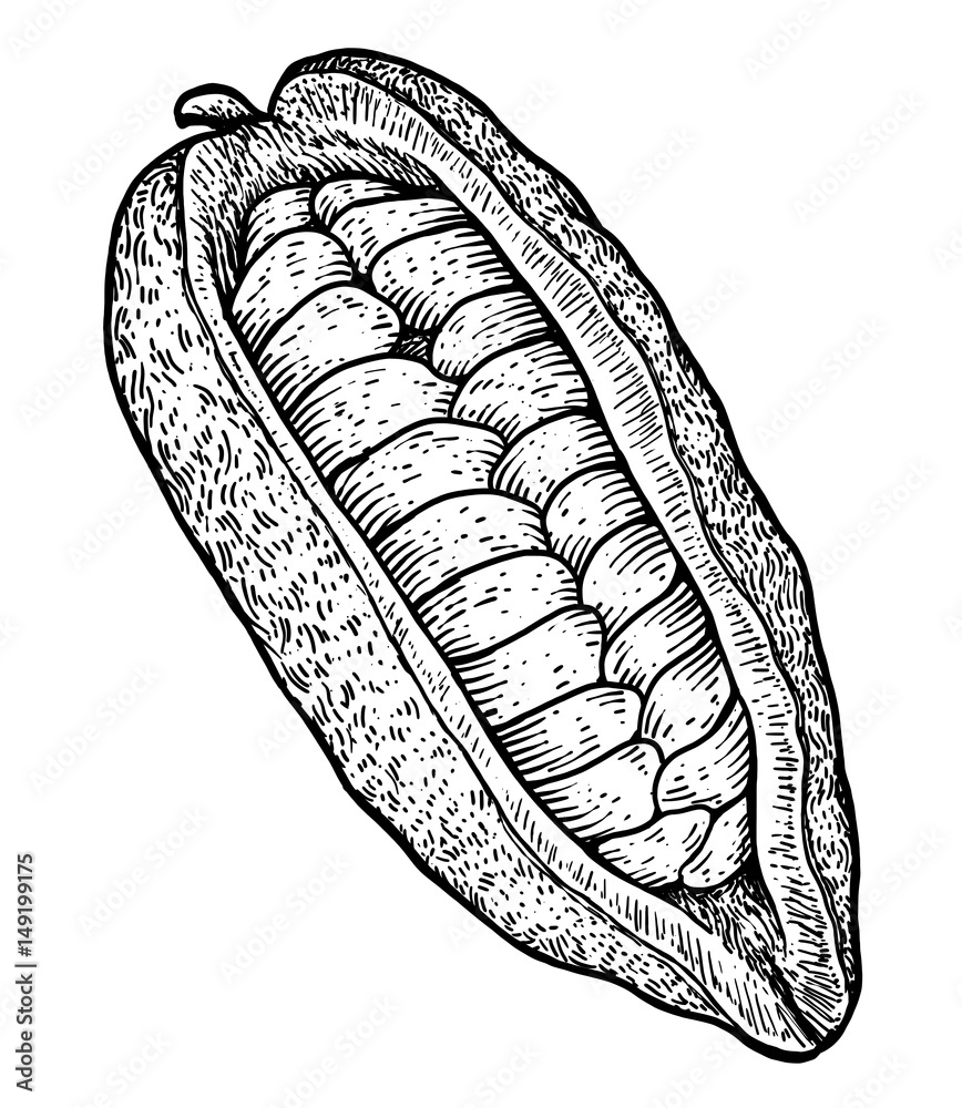 Cocoa pod and bean illustration, drawing, engraving, ink, line art