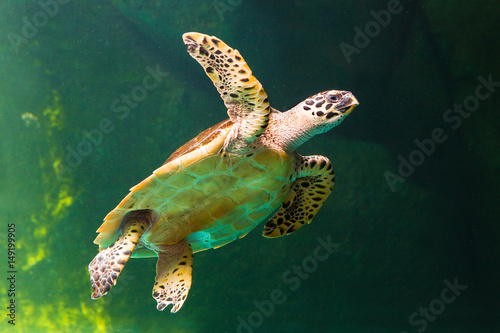Green sea turtle swimming in a museum aquarium.